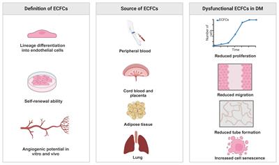 Enhancing endothelial colony-forming cells for treating diabetic vascular complications: challenges and clinical prospects